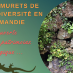 le graine normandie - Des murets de biodiversité en Normandie !