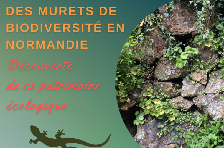 le graine normandie - Des murets de biodiversité en Normandie !