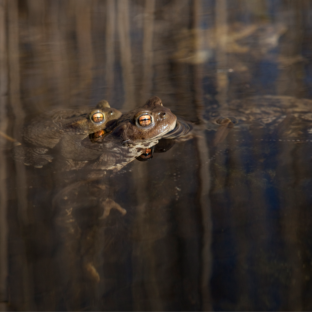 Les Reptiles et Amphibiens de Normandie