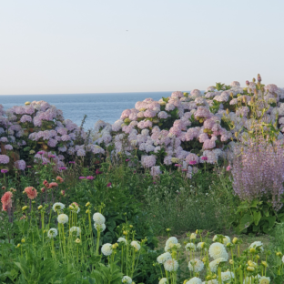 Construire son projet de production de fleurs
