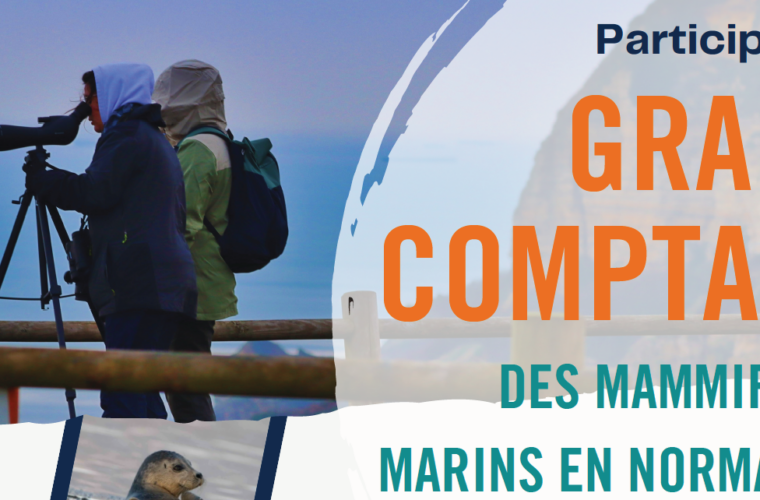 le graine normandie - Seconde édition du Grand Comptage des Mammifères Marins